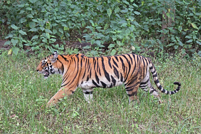 Bengal Tigers