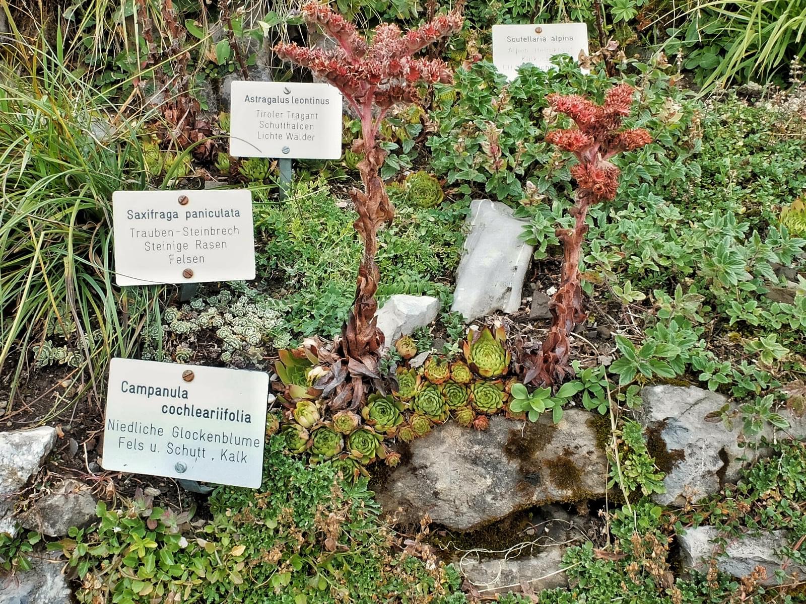 Schynige Platte Alpine Garden