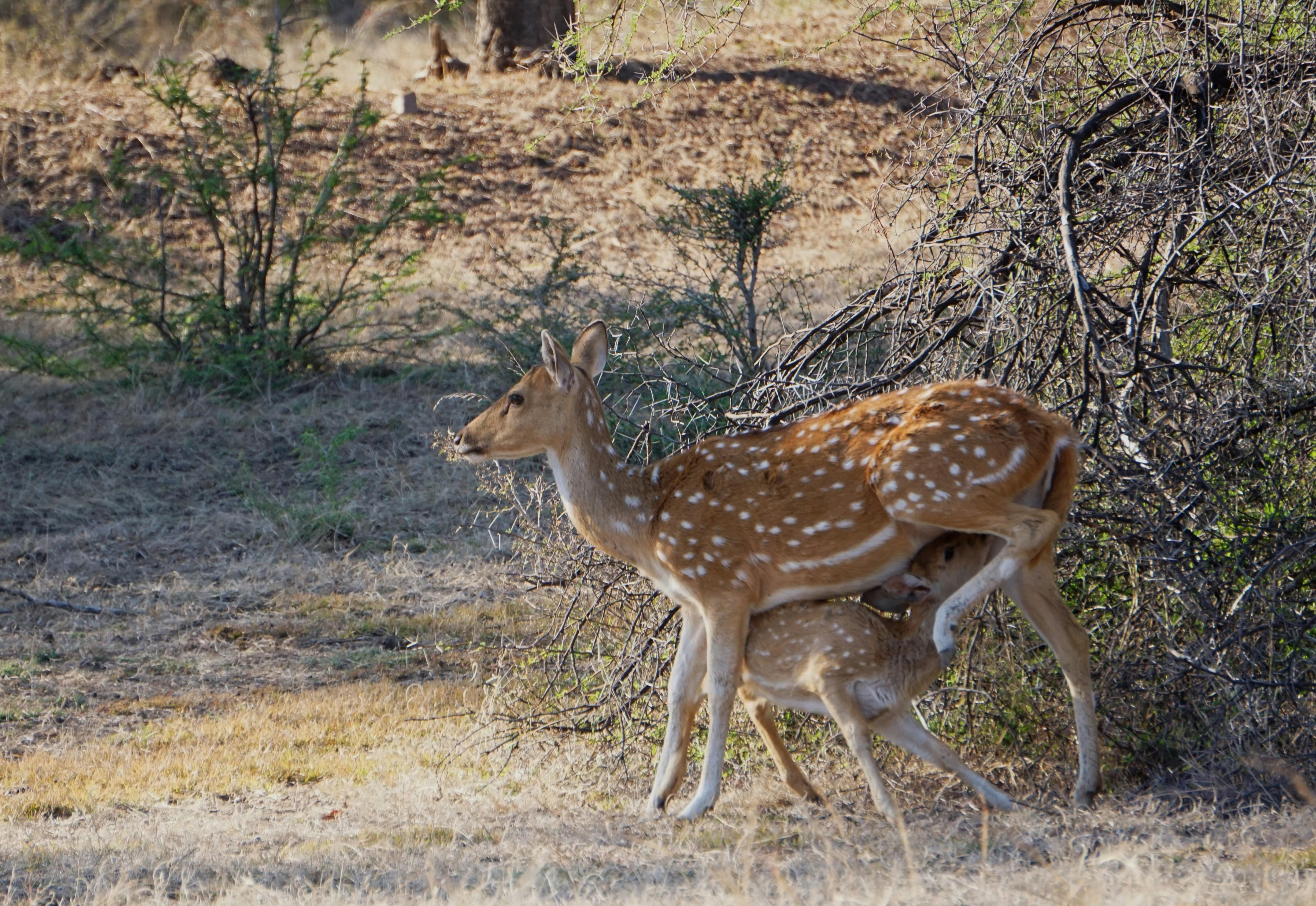 Best Places To Stay in Sawai Madhopur