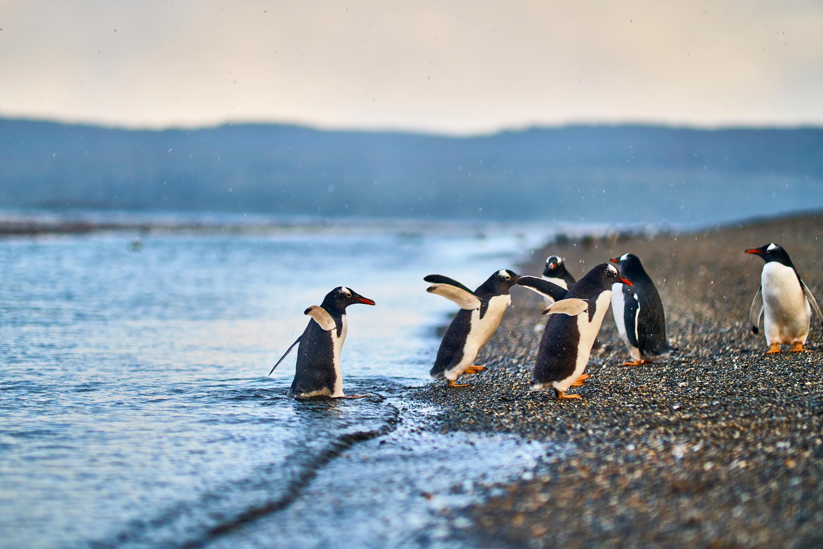 Penguin Island Overview