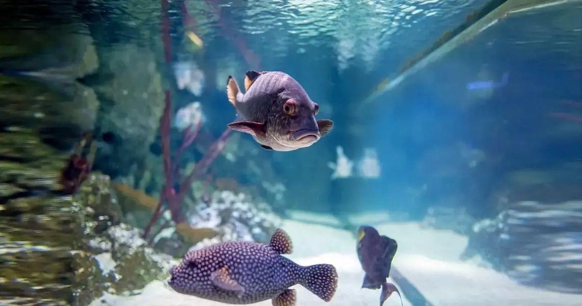 Sea Life Aquarium London