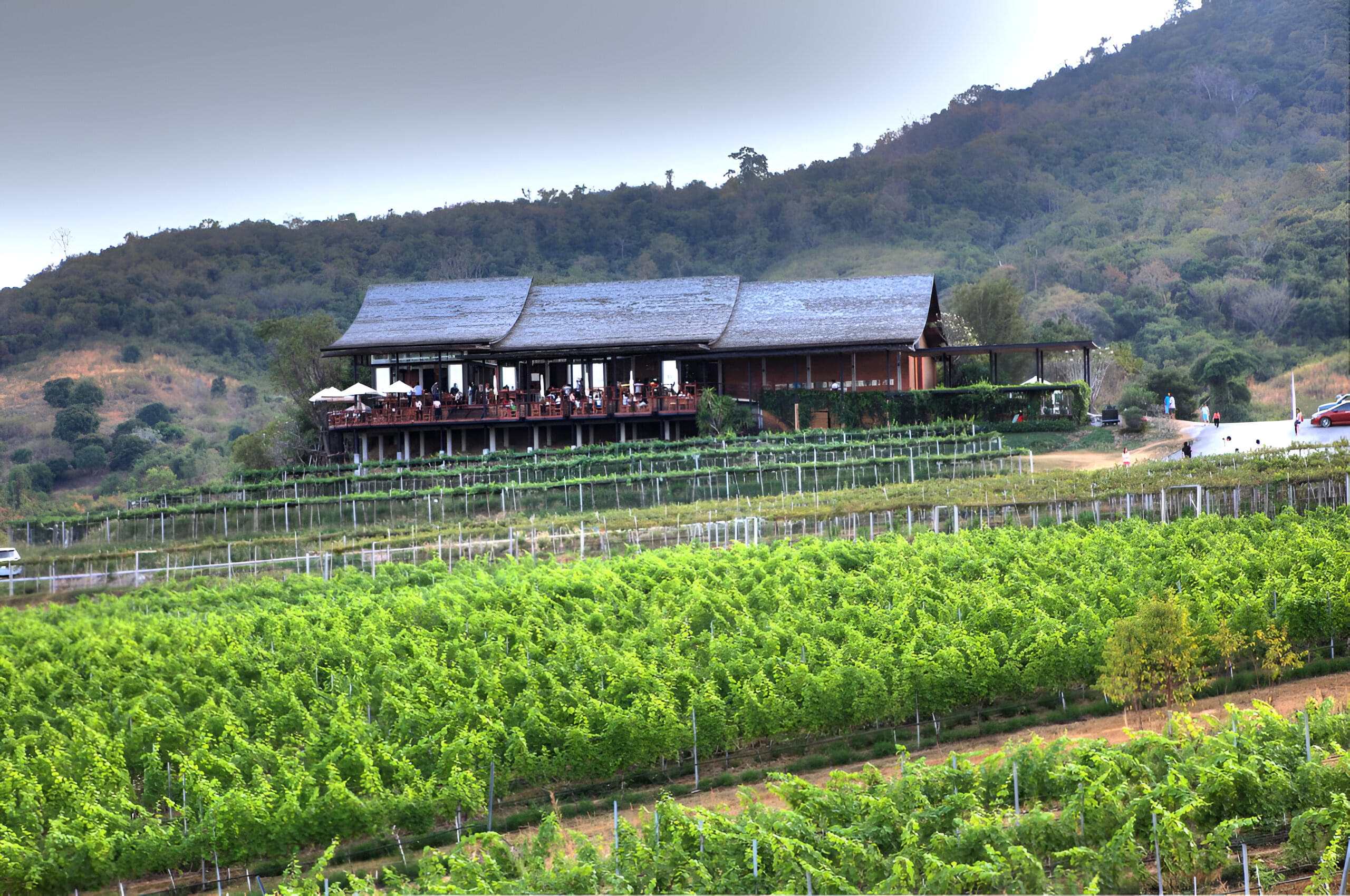 Monsoon Valley Vineyard Overview