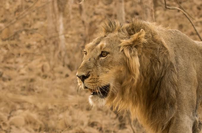 Asiatic Lions