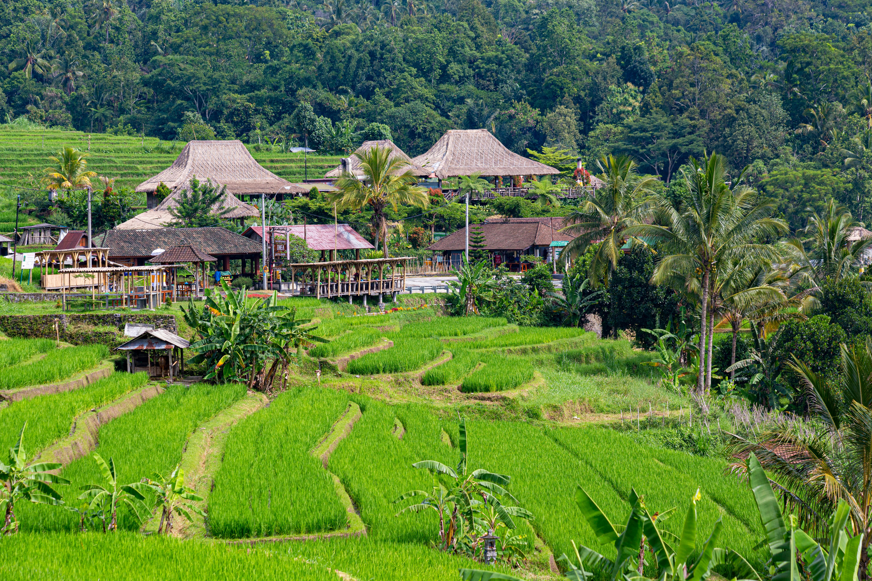 Jatiluwih Rice Terraces Overview