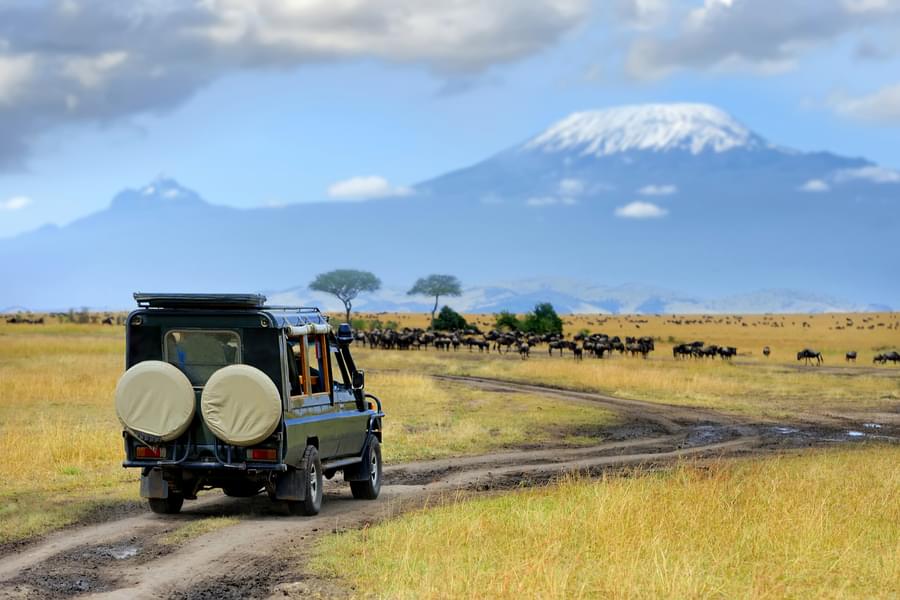 Masai Mara Safari Package from India Image