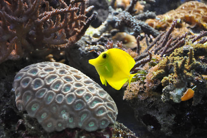 Explore Sea Life London Aquarium