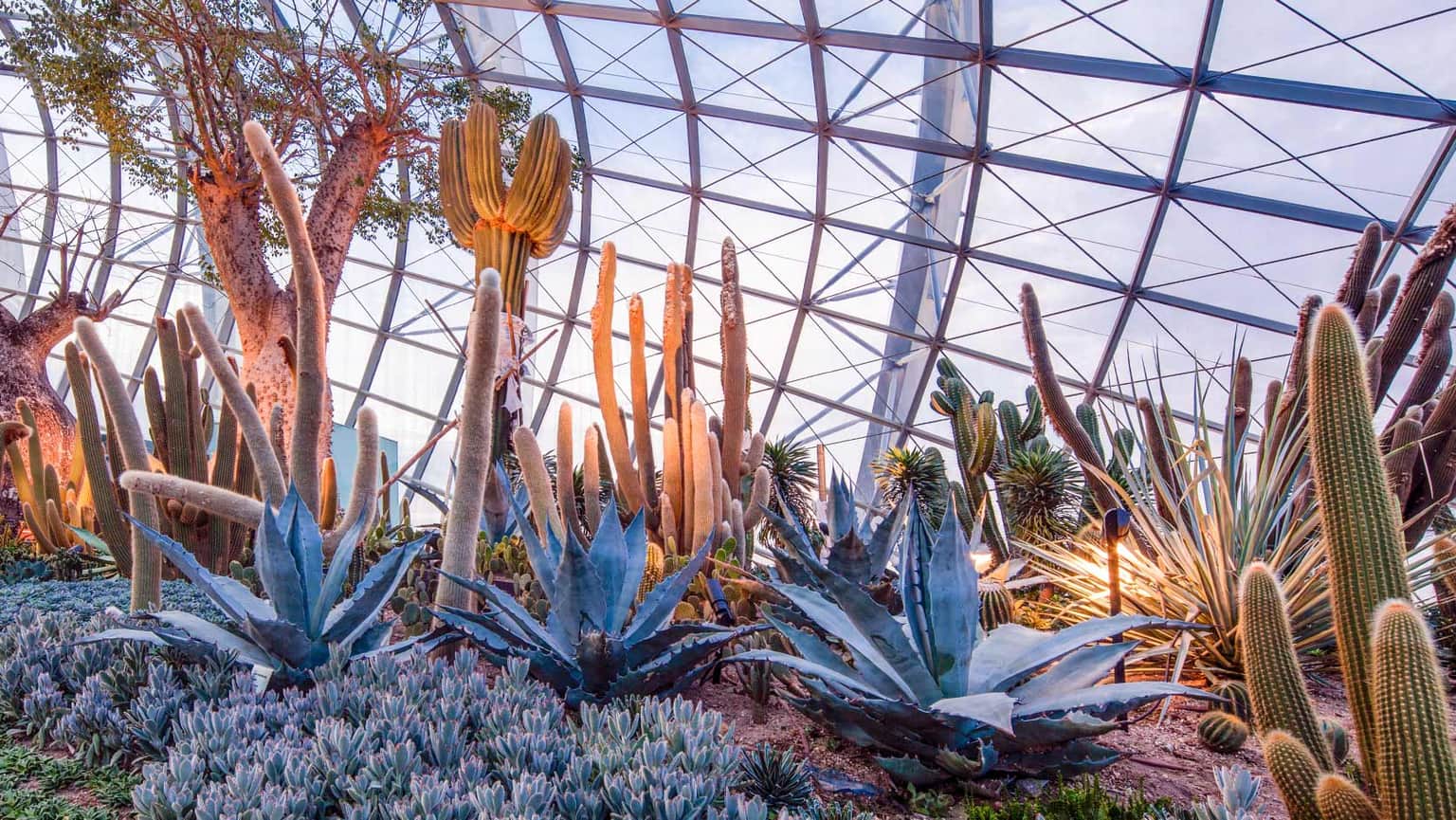 Experience the vibe of desert at Succulent Garden
