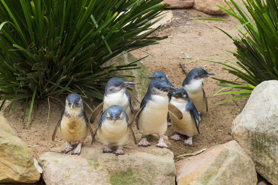 Phillip Island Penguin Parade Tickets Image