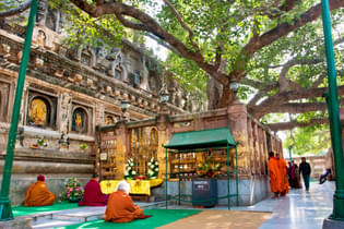 Bodhi Tree, Bodhgaya