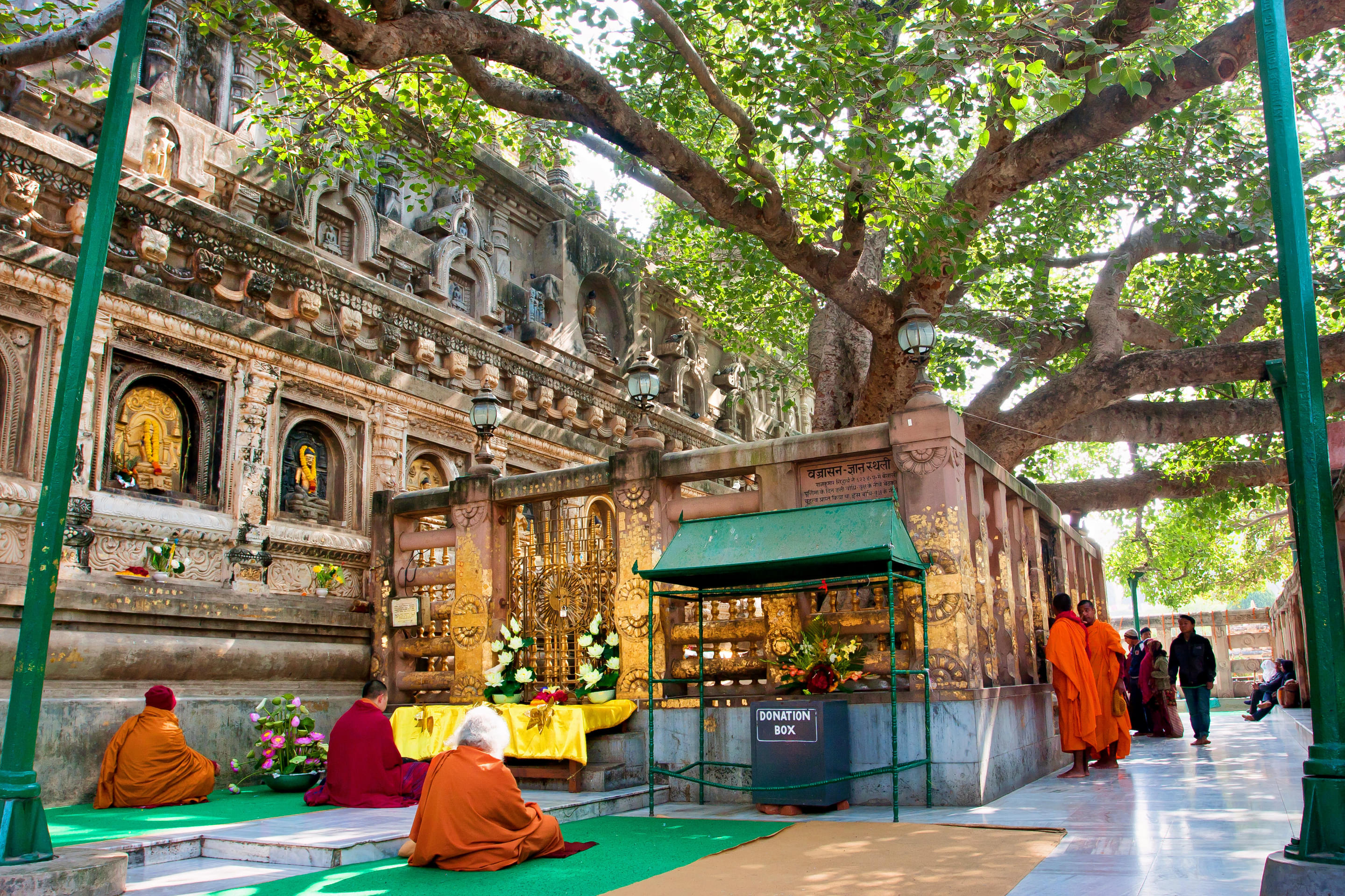 Bodhi Tree, Bodhgaya Overview