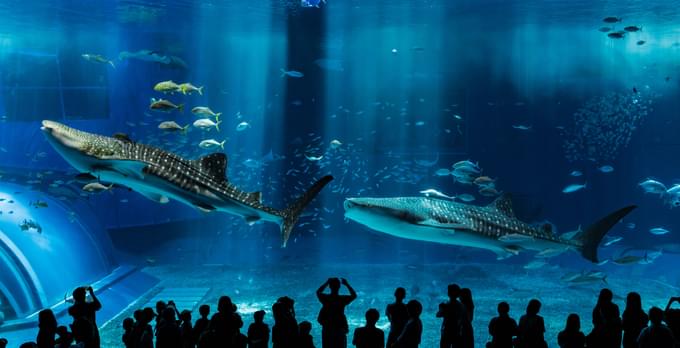 Okinawa Churaumi Aquarium Tickets