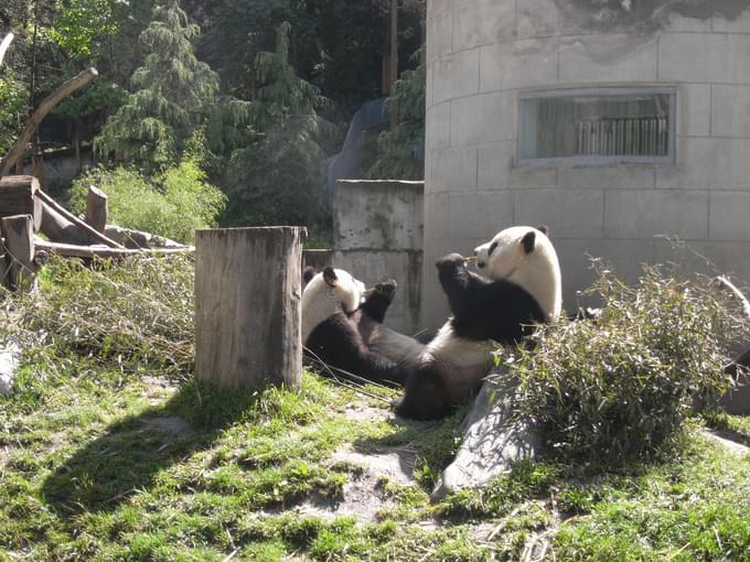 Giant Pandas in Taipei Zoo