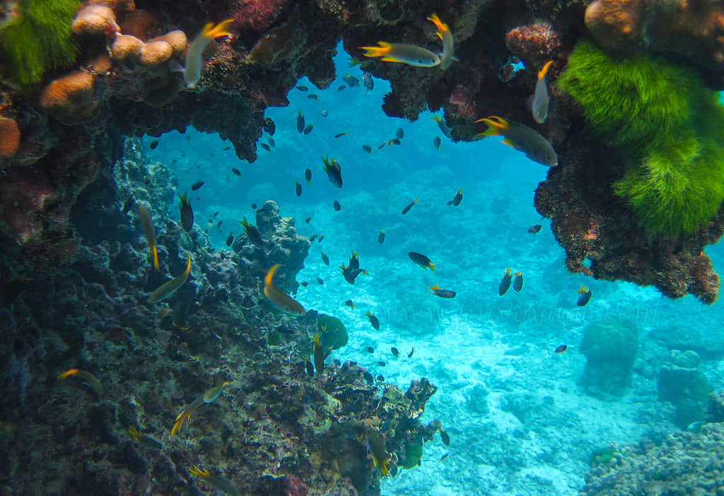Witness the Coral Spawning Phenomenon