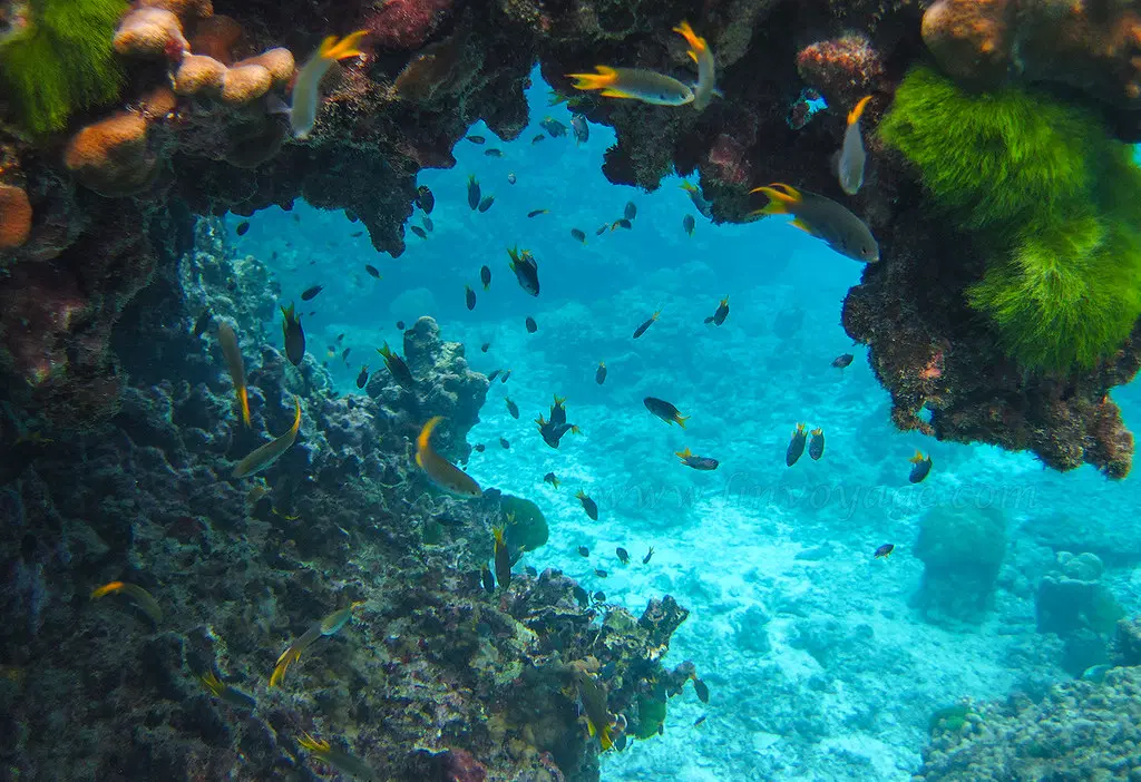 Witness the Coral Spawning Phenomenon