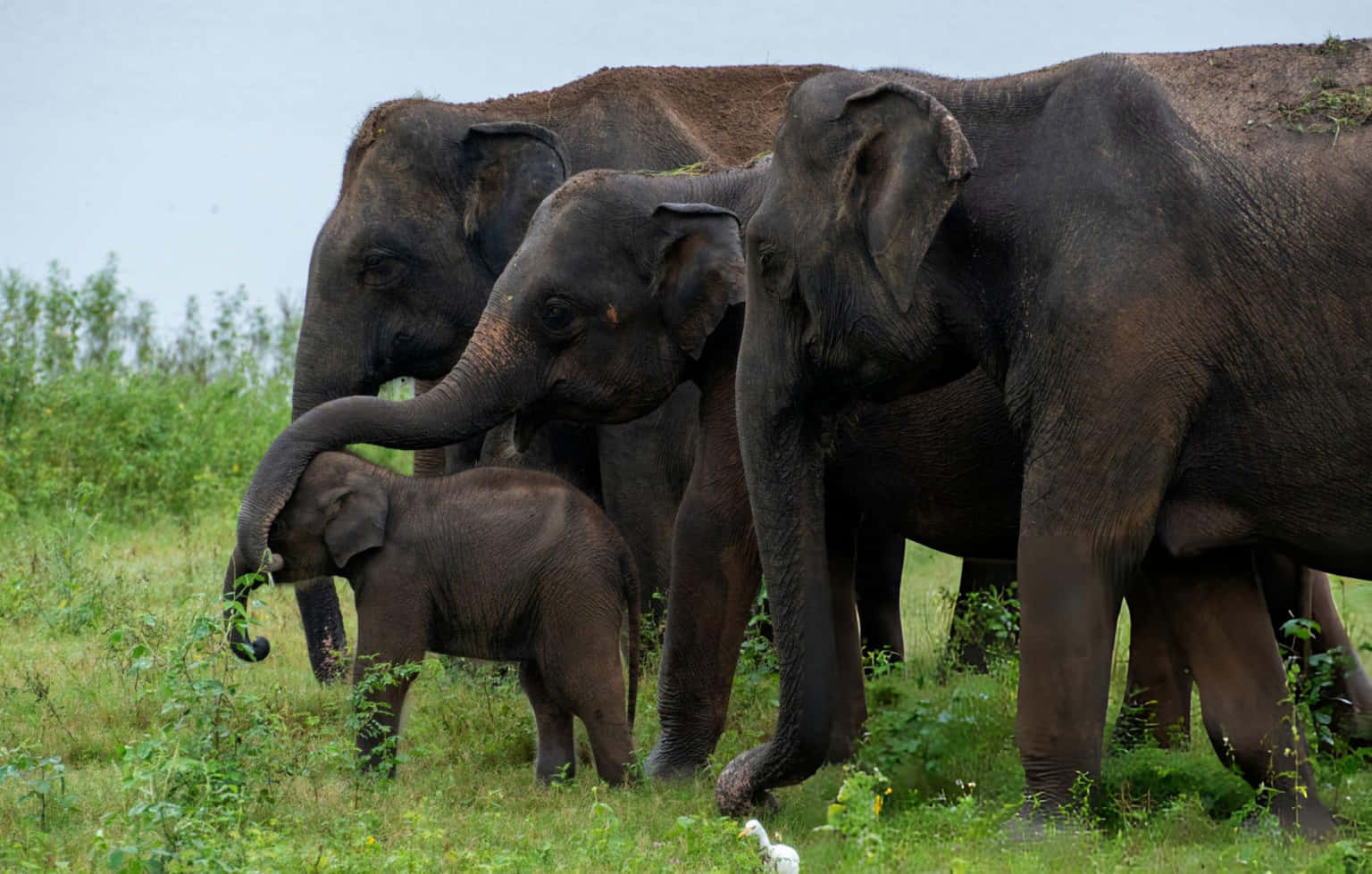 Gavi Jungle Safari from Thekkady, Kerala