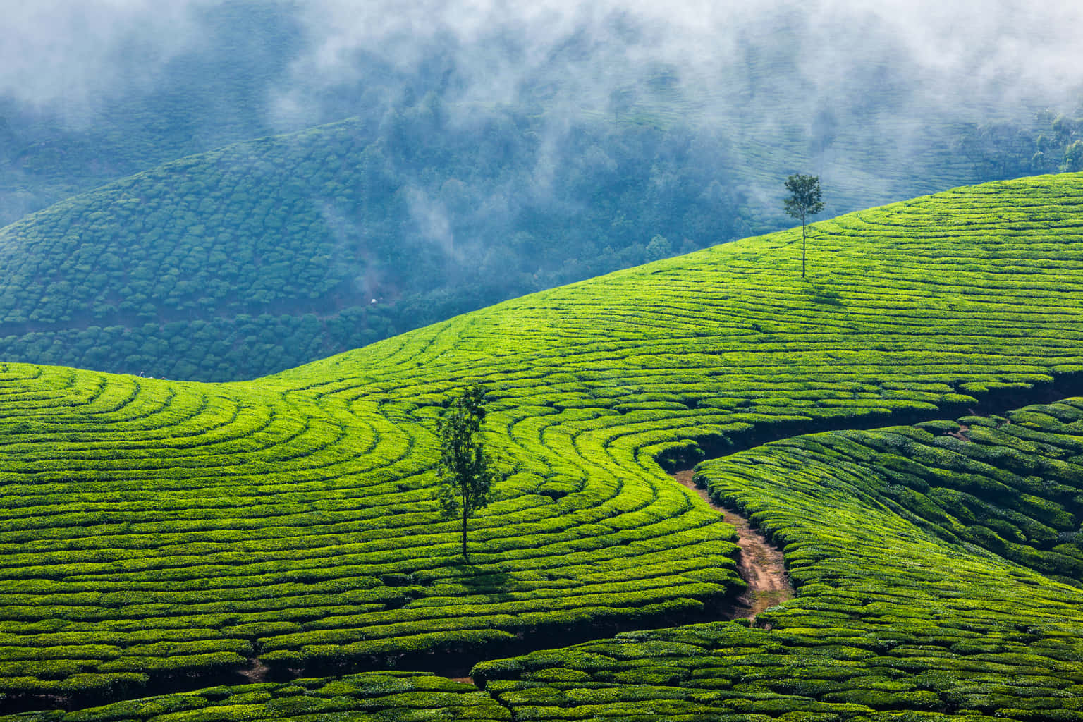 Coorg, Ooty and Kodaikanal Tour Package