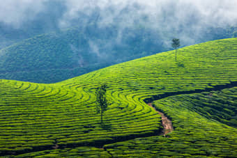 Lush Tea Plantations of Ooty