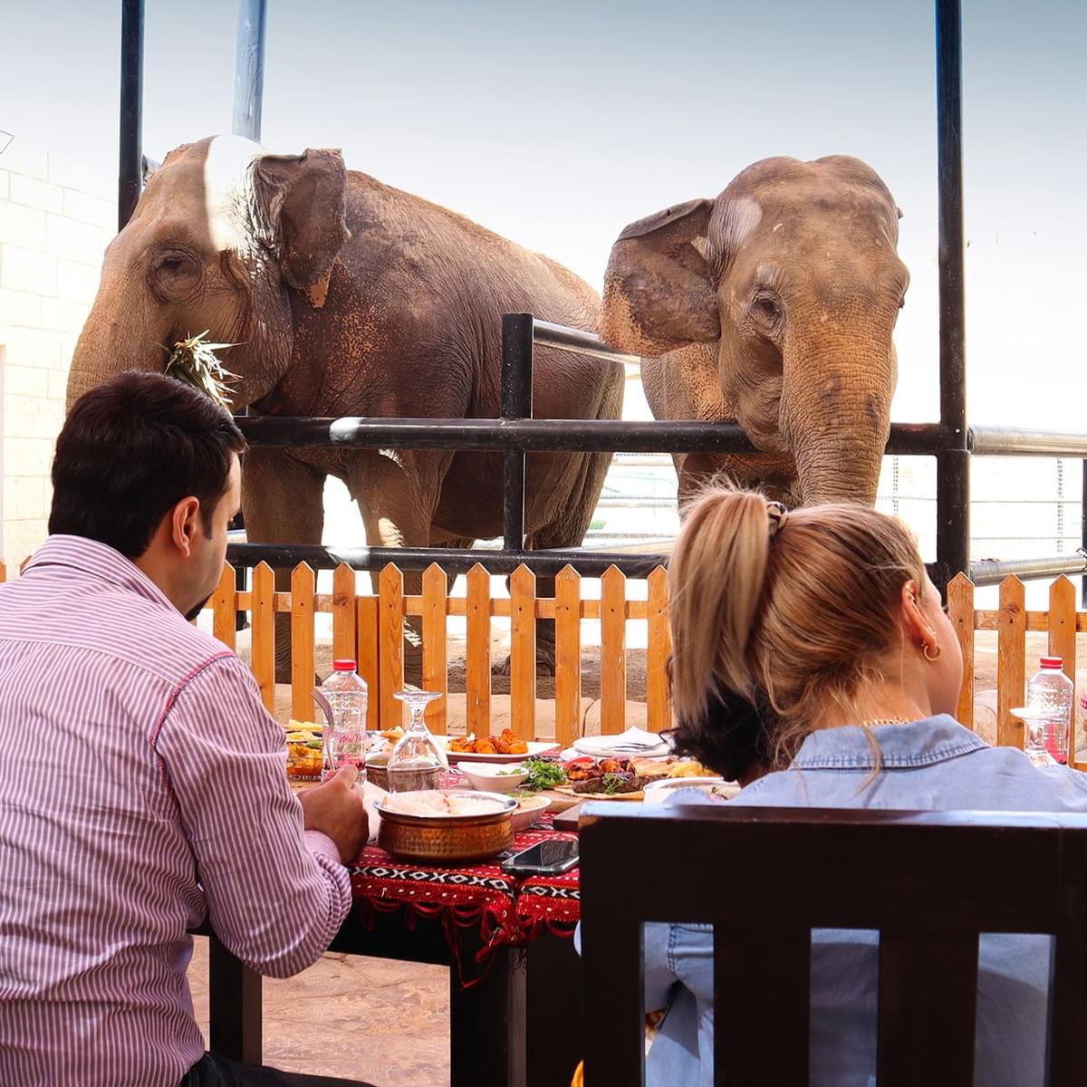 Go for Dinner with Elephants