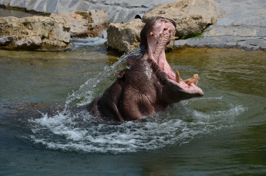 Pairi Daiza Tickets Image