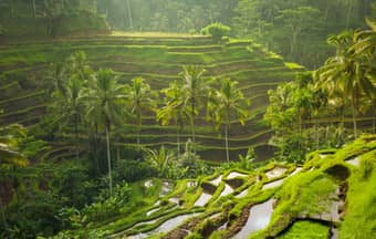 Stunning view of rice terraces in Bali