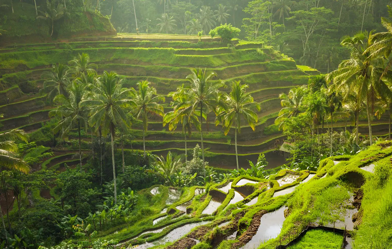 Essence of Bali with FREE Visit to Elephant Cave Temple