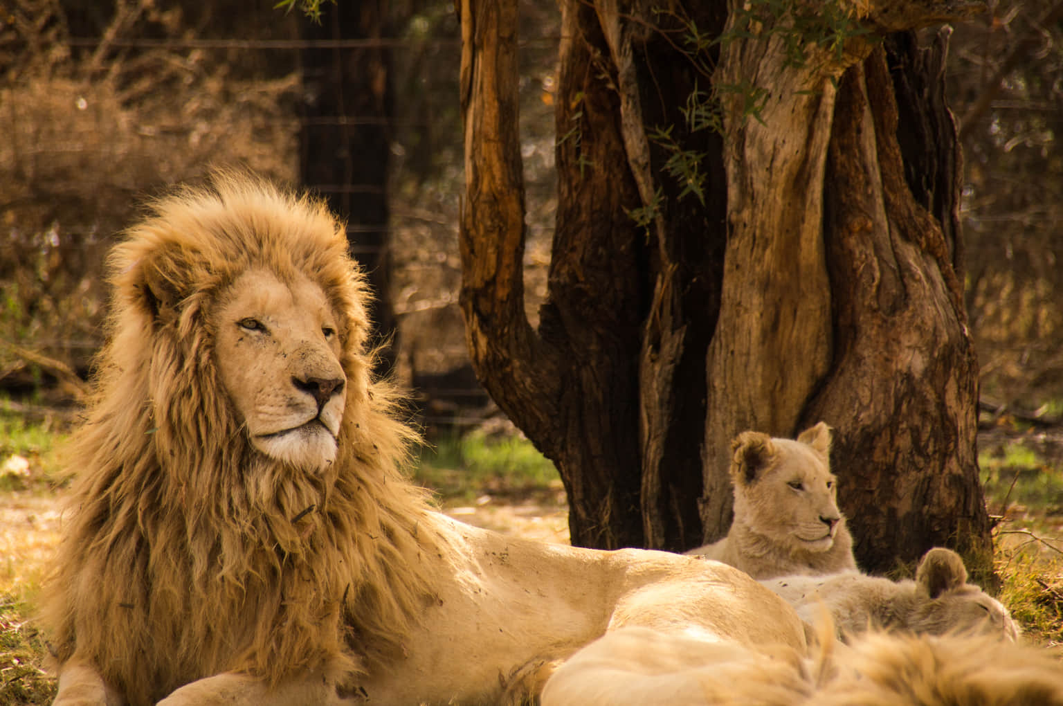 <em>South Africa</em> Tour Packages From Rajkot 