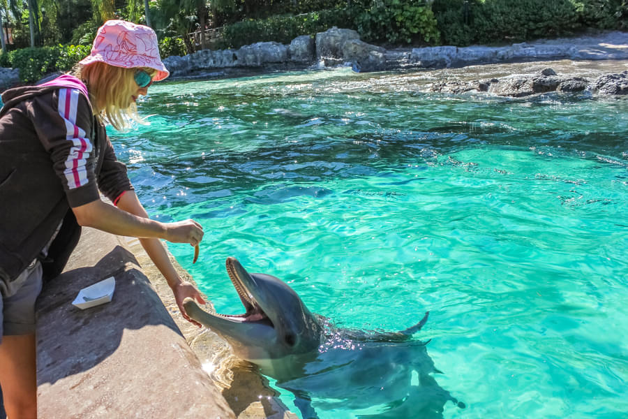 Enjoy feeding friendly dolphins at Aquarium