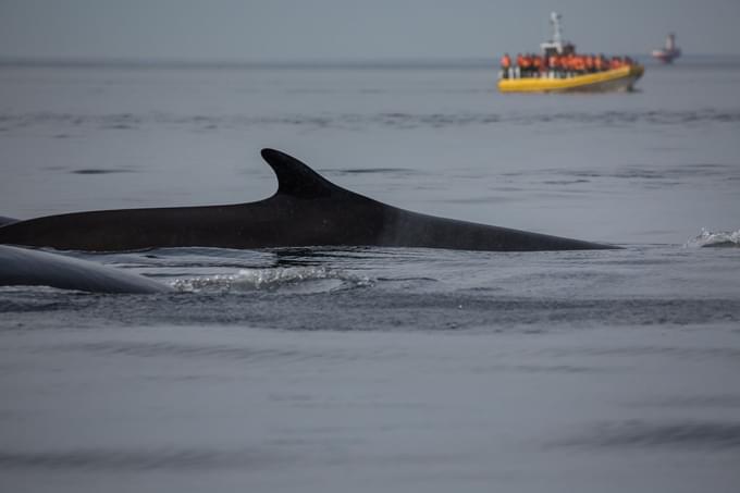 People watching whales in Quebec