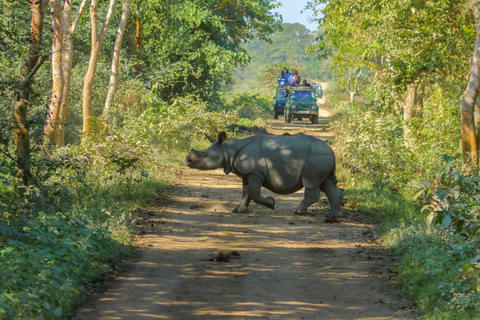 Activity & SightSeeing Image