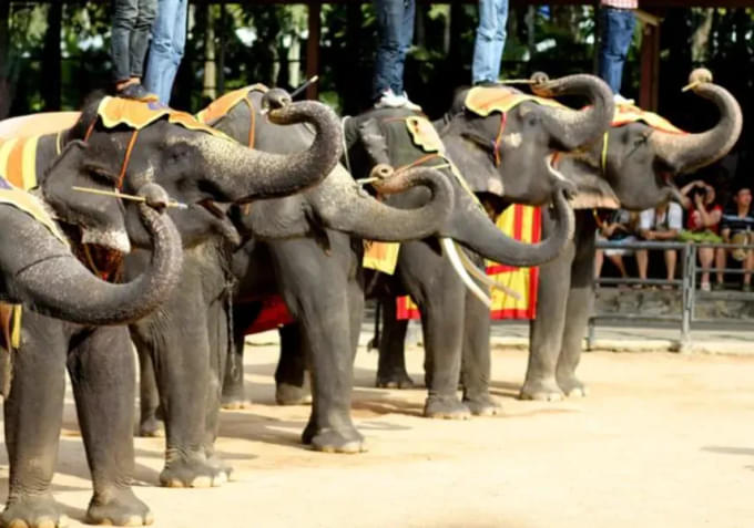 yegafmvdcy01yltulujhxglpiyhh_ceetiz-bangkok-elephant-show.webp