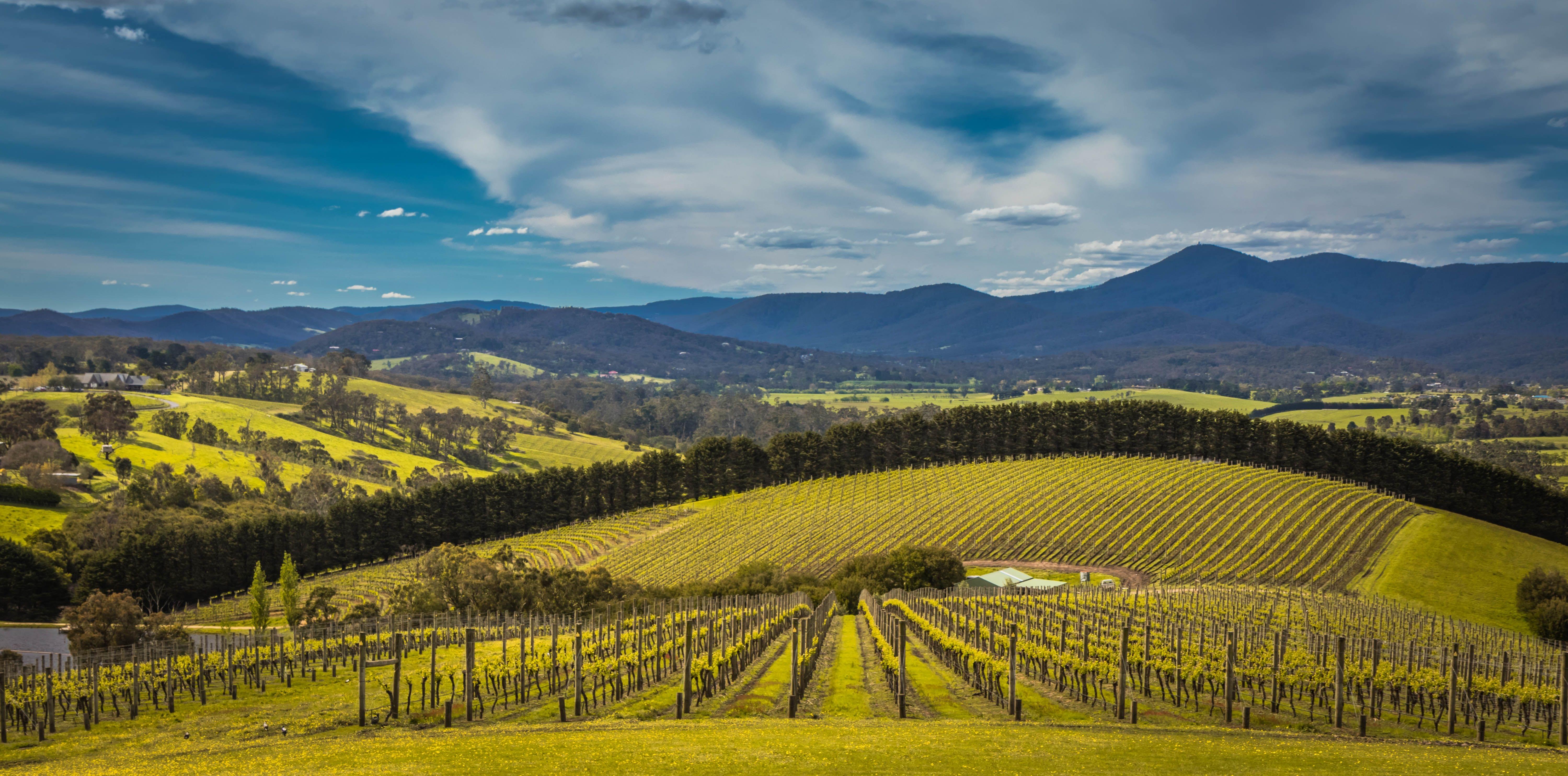 Yarra Valley Wine Tour