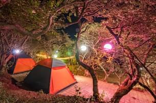 Qdk8eugt8iv67f1sr5pzn8fqolst campsite tents at night