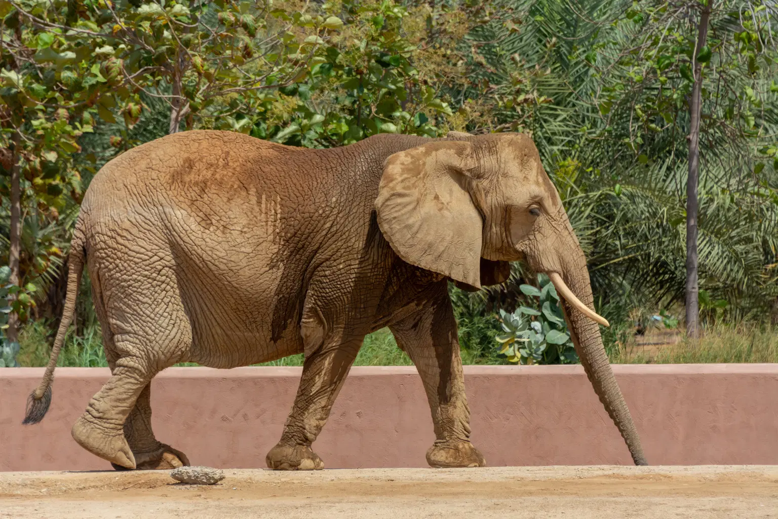 Park Zoo in Al-Kharj