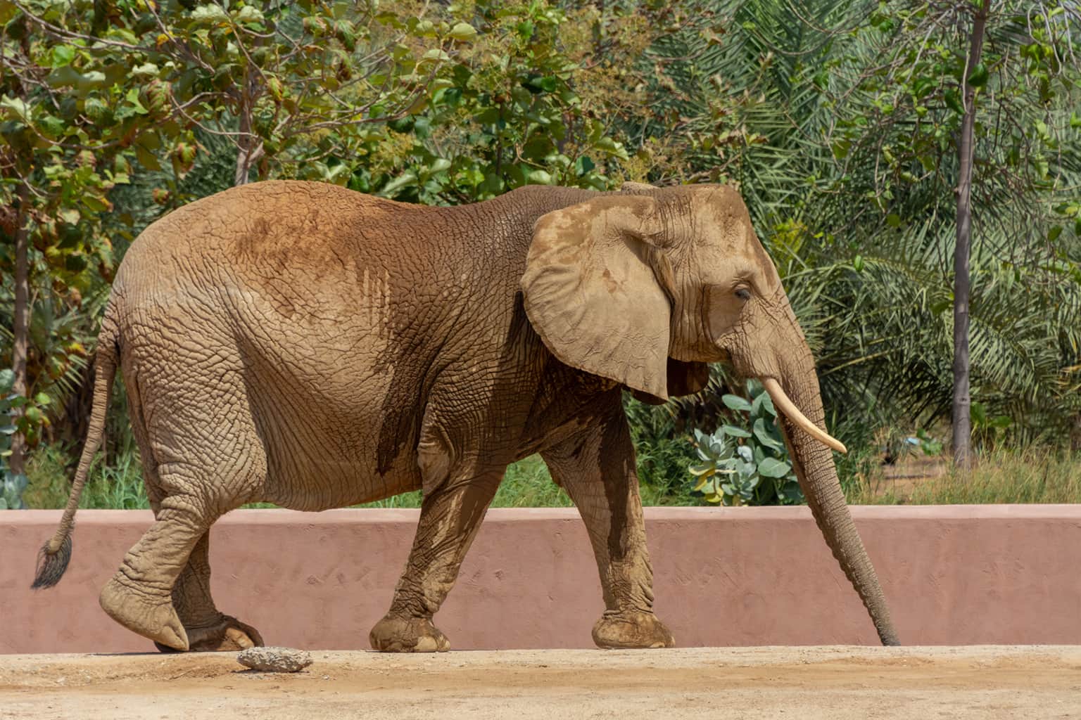 Park Zoo in Al-Kharj, <em>Al Kharj</em>