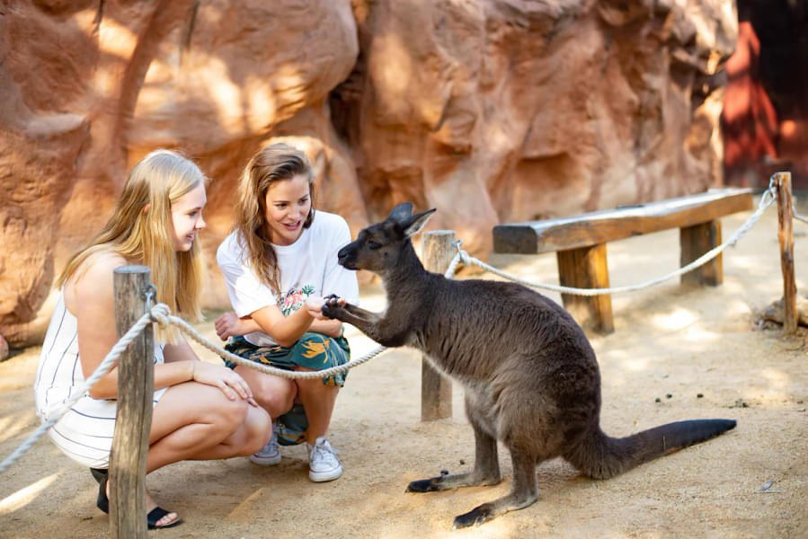 Interact and feed with the popular Australian kangaroos at WILD LIFE Sydney Zoo