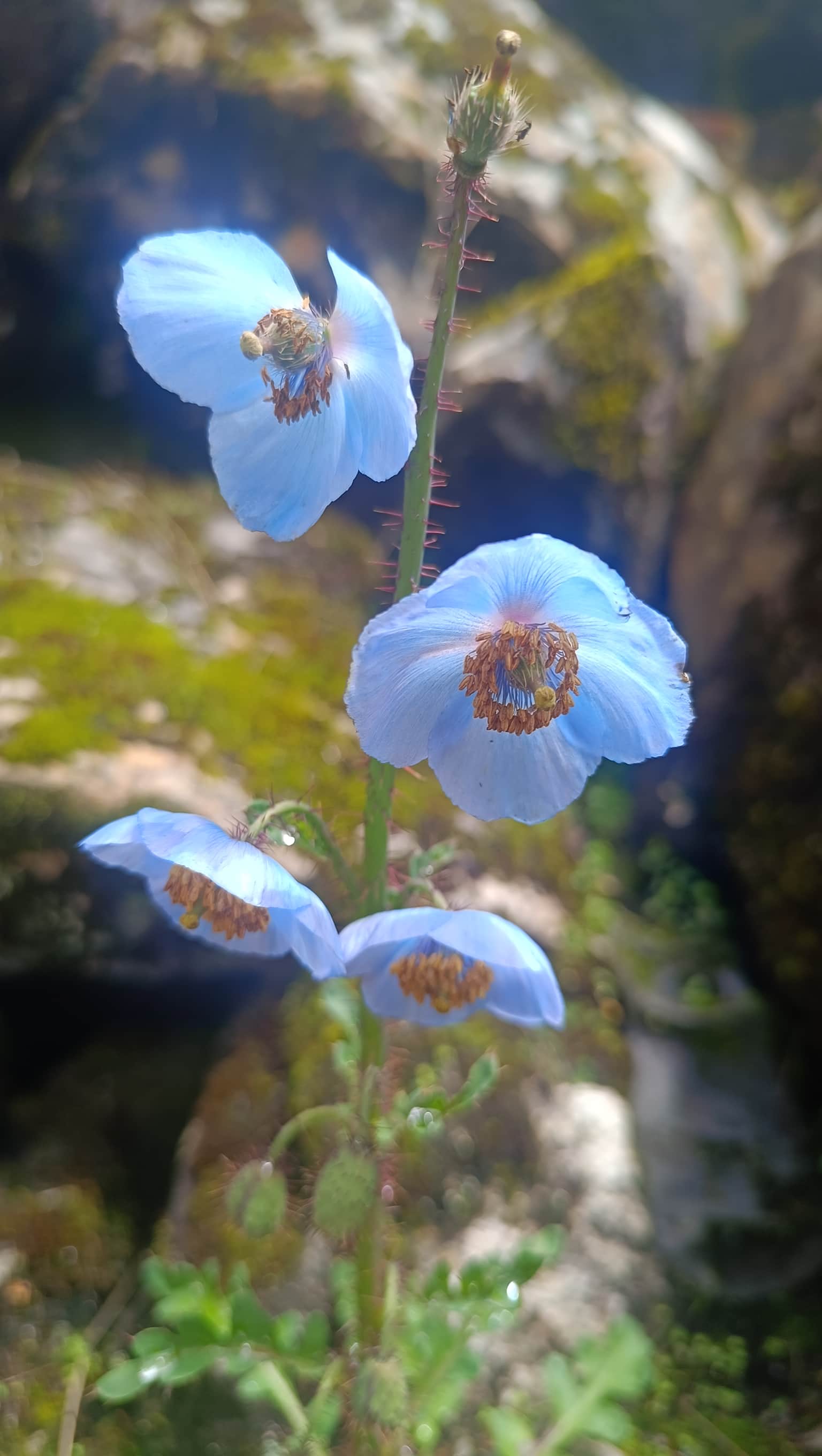 Photo from Mouli Sur's trip