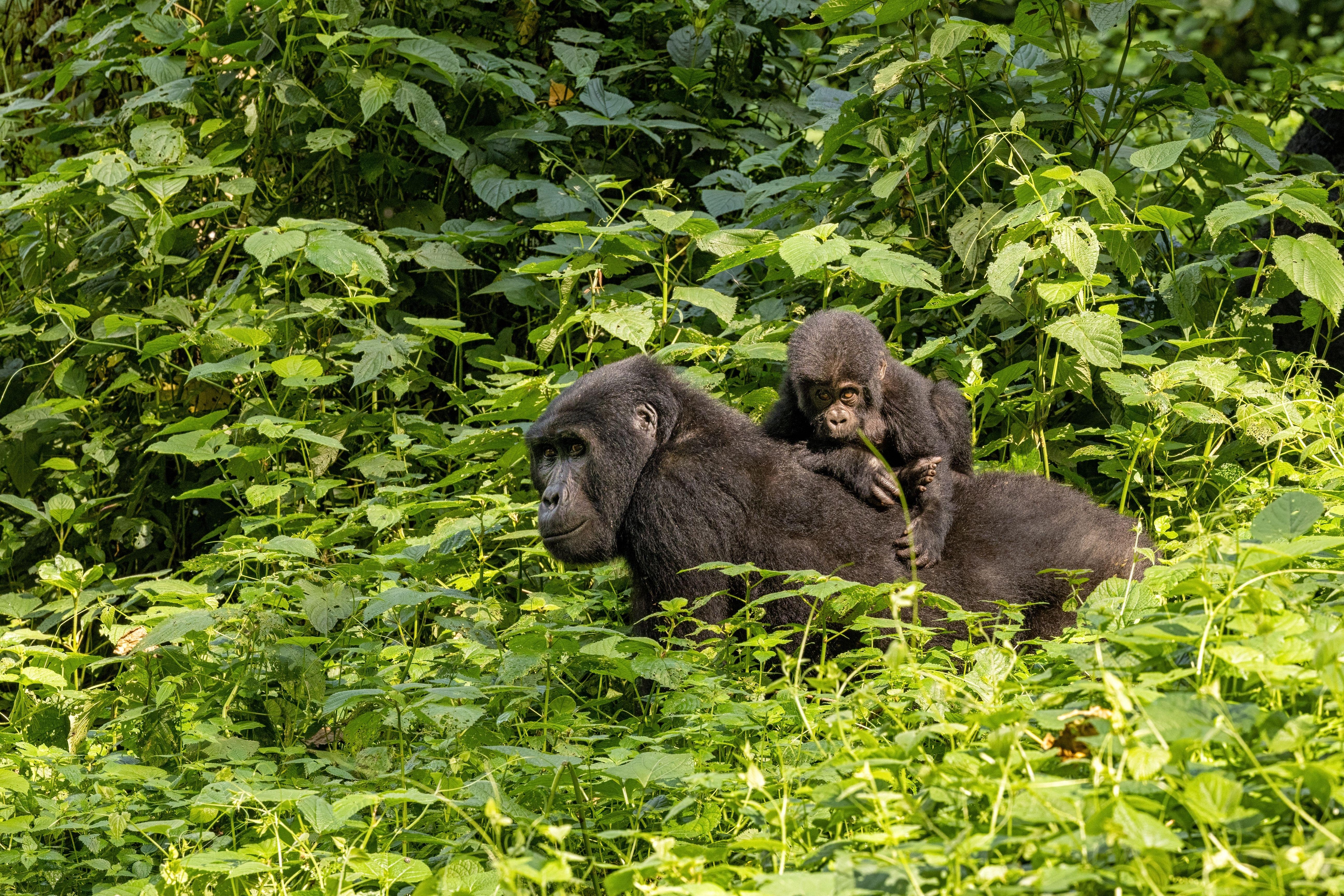 Gorilla Trekking Uganda.jpeg