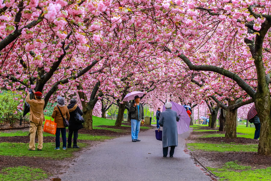 Brooklyn Botanic Garden Tickets Image