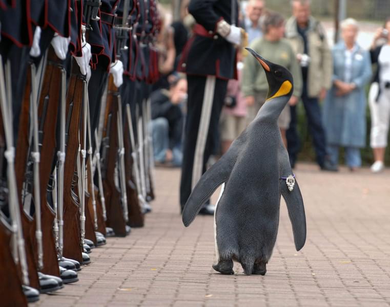 Marvel at the knighted penguin, Sir Nils Olav