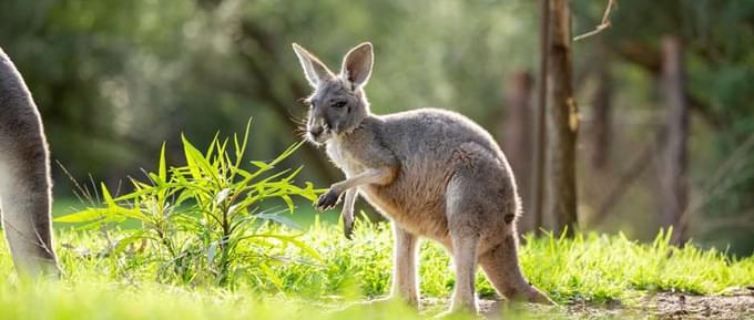 kangaroo in Healesville Sanctuary