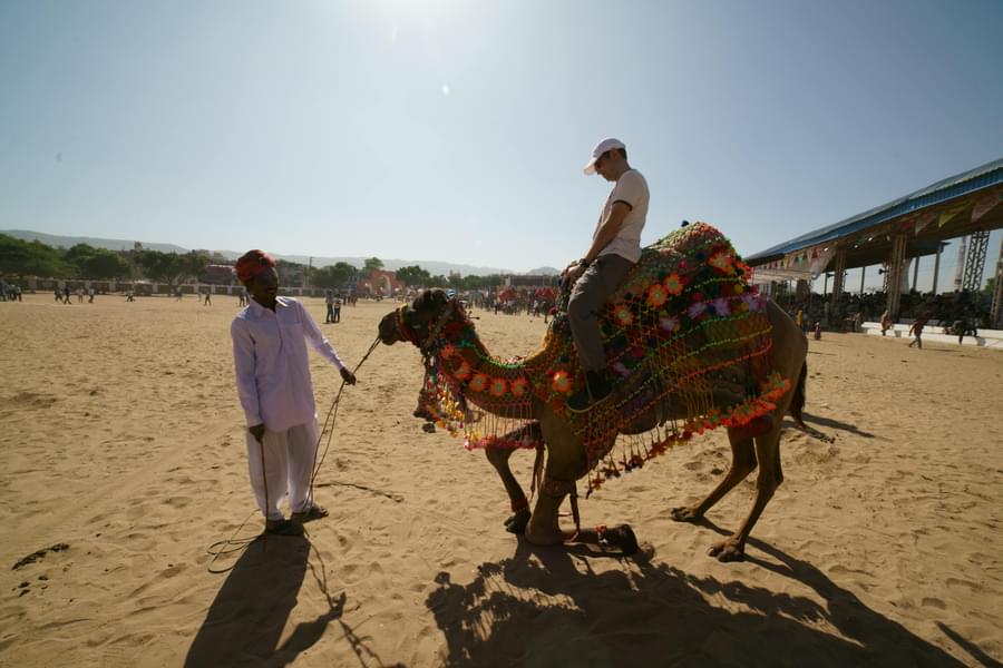 Pushkar Camel Safari Image