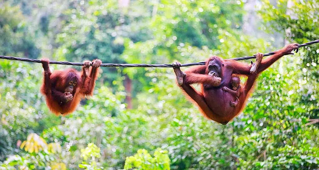 Sepilok Orangutan Rehabilitation Centre