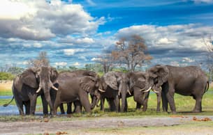 Qic0om07q43v0g4ox6gjjsnabof9 okavango%20gallery 3