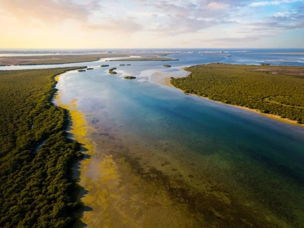 Mangrove beach and forest in the desert of Umm al Quwain