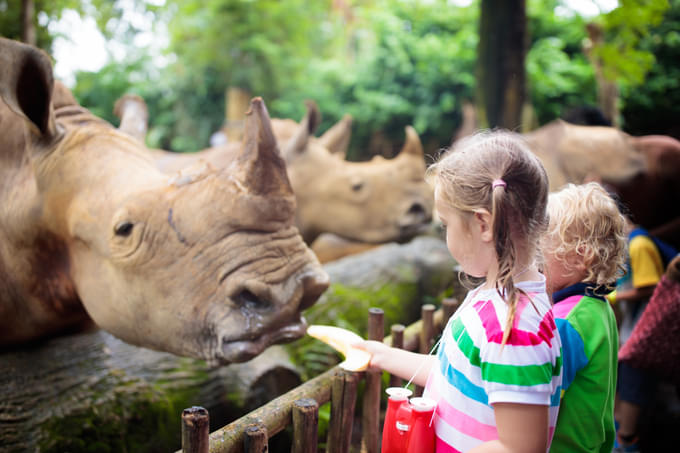 Rino at Singapore Zoo