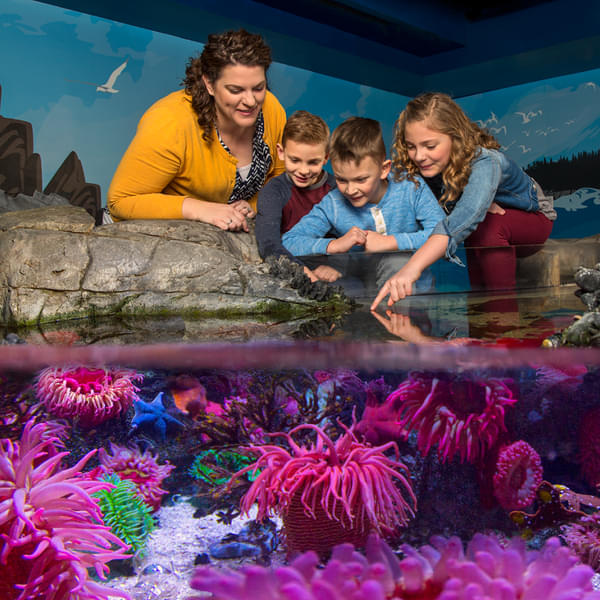 Touch sea urchins and starfish in interactive rockpools 
