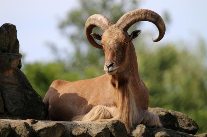 Barbary Sheep