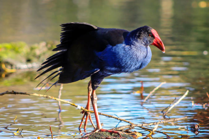 Willowbank Wildlife Reserve