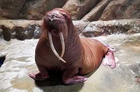 Meet The Walrus