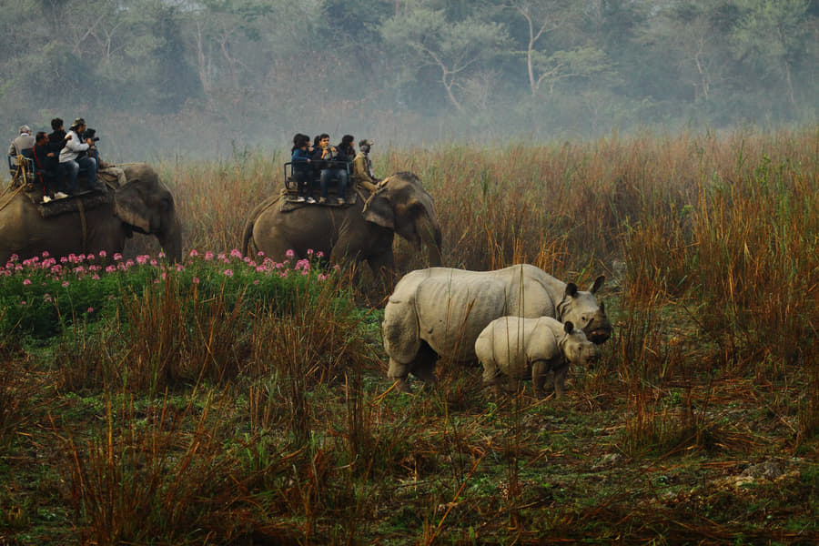 Wildlife Tour At Kaziranga National Park Image